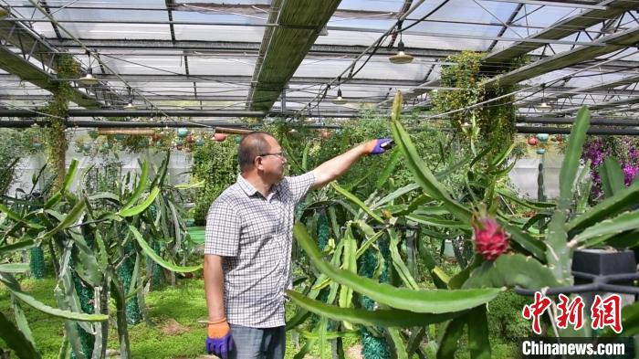 中煤平朔集团生态复垦园区智能温室里种植人员定期对火龙果树进行修剪 中煤平朔集团宣传部供图