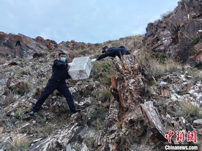 图为民警将豹猫崽幼送回其母亲洞穴附近。　称多县公安局森林警察大队供图