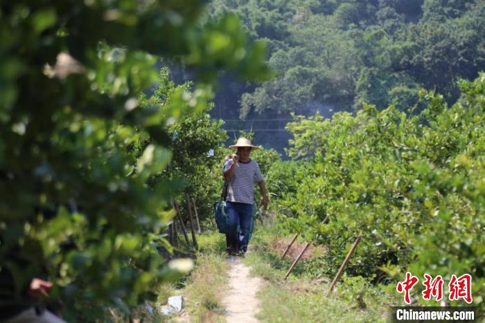 广州白云区沙田村的柠檬种植基地 受访者 供图