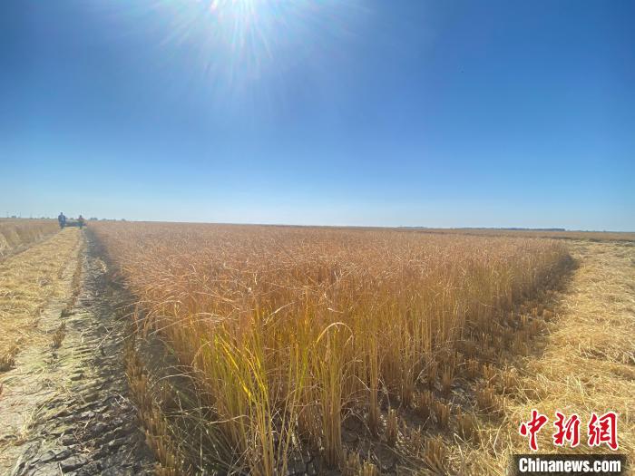 图为兴安盟的耐盐碱水稻基地。　张玮 摄