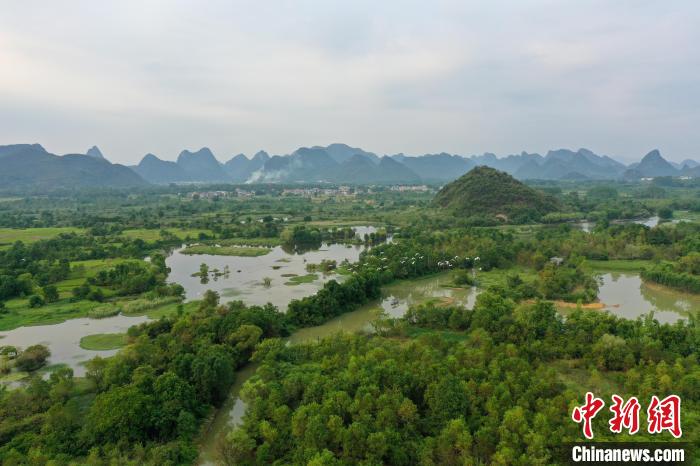 白鹭在湿地公园上空飞翔。　王以照 摄