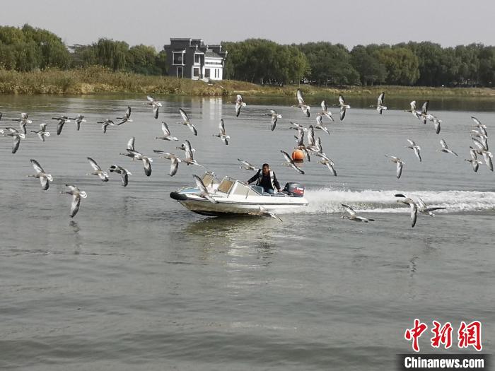 鸿雁贴着湖面飞行。　沈春良 摄