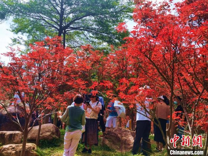 广州帽峰山红枫吸引游客前去欣赏 广州市林业和园林局 供图