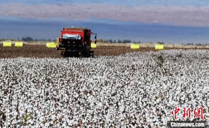 托克逊县库米什镇棉花种植区的种植、管理、采收已全部实现了机械化。　李靖海 摄