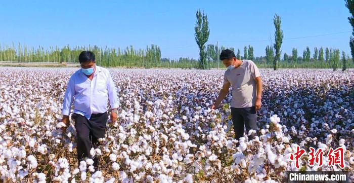 新疆阿克苏地区大力推广高效节水滴灌、干播湿出和全程机械化采摘技术。　陈九洲 摄