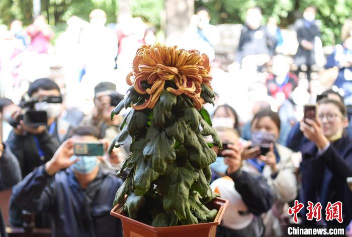 10月25日，济南趵突泉金秋菊展“菊王”亮相。当日，第43届趵突泉金秋菊展“斗菊”擂台赛开赛。　张勇 摄