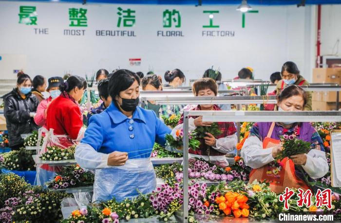 工人们对菊花进行简单包装、加工 李可 摄