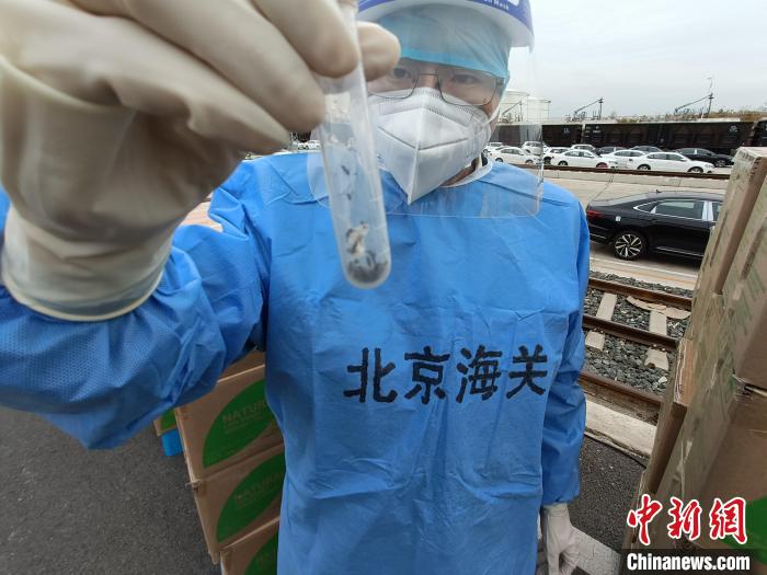 图为北京海关关员截获病媒生物。　王安东 摄