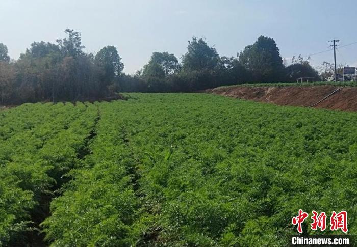 祁阳市天子龙蔬菜种植专业合作社采用无膜滴管种植技术的红萝卜种植基地。　祁阳市委宣传部供图