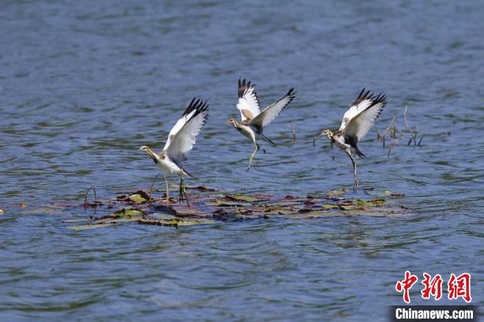 白云山麓湖的水雉 广州市林业和园林局 供图