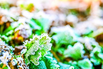 小雪万物藏 正是积蓄时