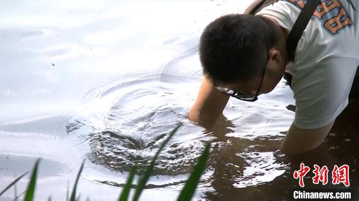 孙坚在西湖水中种水草。　西湖水域管理处供图