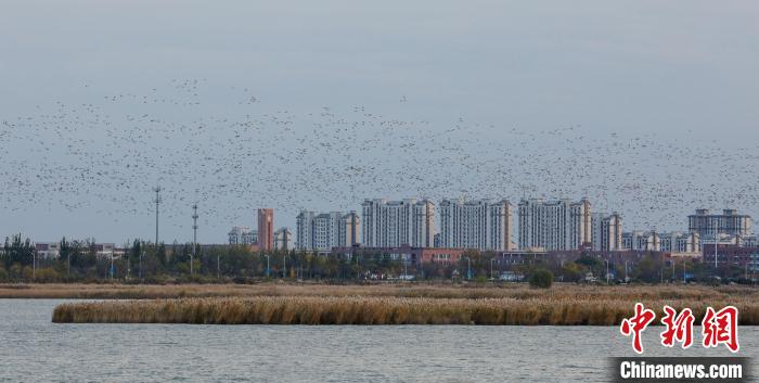 “鸟浪”与衡水湖岸边的城市构成了人与自然和谐共生的画卷。　张凯 摄