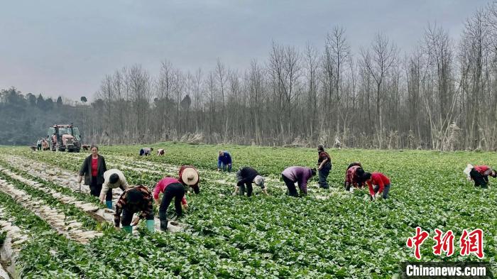 村民们在萝卜基地忙碌丰收。　杨波 摄