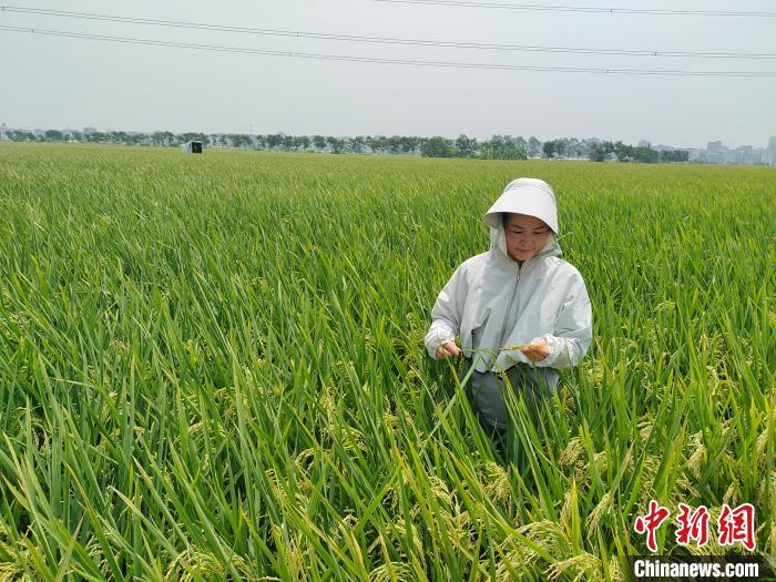 福州市妇联执委、福清市农业技术推广中心主任钟昌穗在农田查看作物长势。　福州市妇联供图