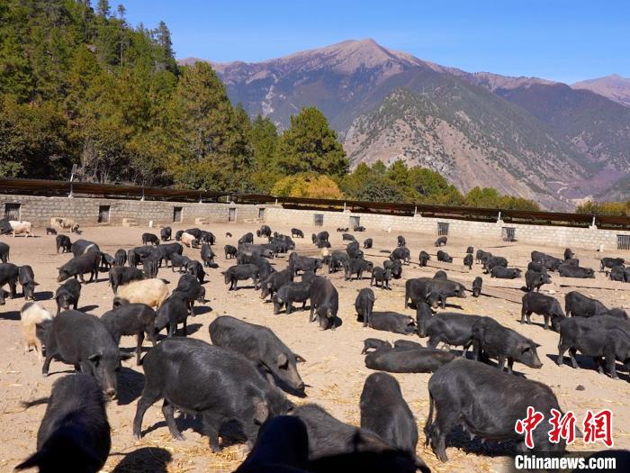 图为养殖基地里的藏香猪。　邓海平 摄