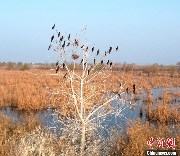 浑身黑色的鸬鹚远望很像乌鸦，所以又称水老鸦。　王铁良 摄