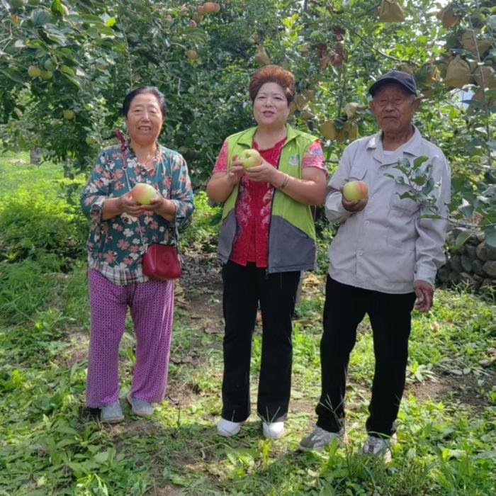 近年来，寇红艳(中)一直为解决家乡苹果滞销问题而努力。(受访者供图/《中国新闻》报 发)