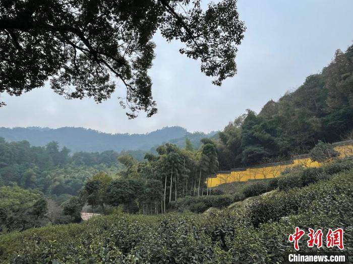 法喜寺后山种的茶 童笑雨 摄