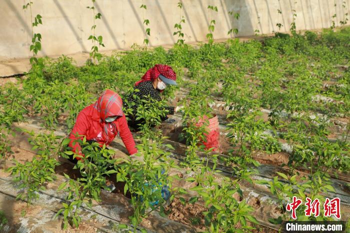 图为农民在蔬菜大棚拔除杂草。　石延寿 摄