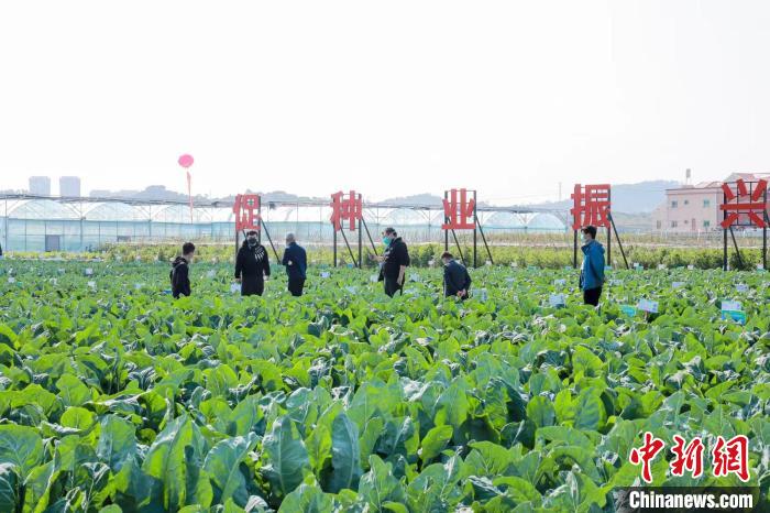 本届种博会采用田间展示观摩 科普宣传 现场品鉴 市民互动等模式创新融合办展。　厦门市农业农村局供图