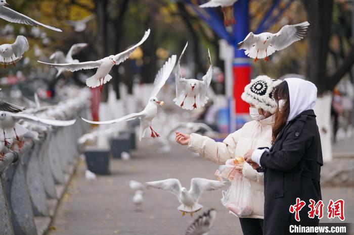 图为降温后，昆明市民观鸥热情不减。　刘冉阳 摄