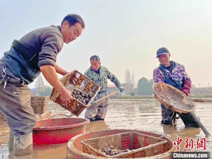 工人们在徐彐兵的荸荠基地内采挖新鲜荸荠。 宋梅 摄 工人们在徐彐兵的荸荠基地内采挖新鲜荸荠。 宋梅 摄