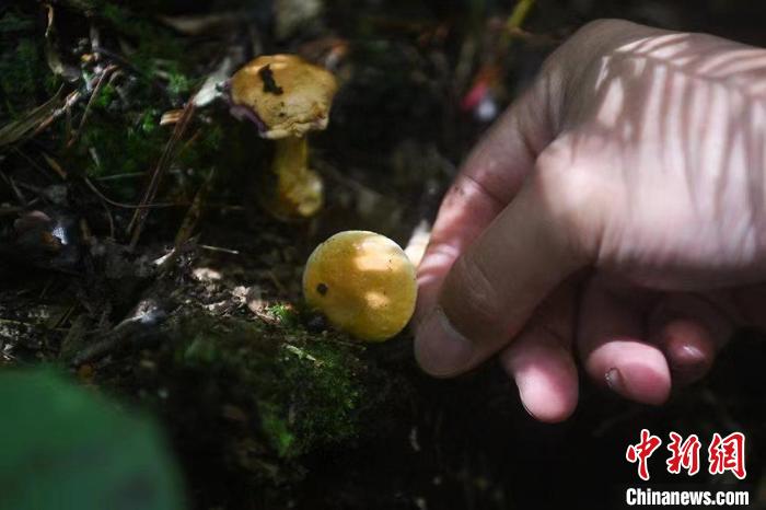 调查人员发现一种美丽却又危险的野生菌(资料图) 恩施州林业科学研究院 供图