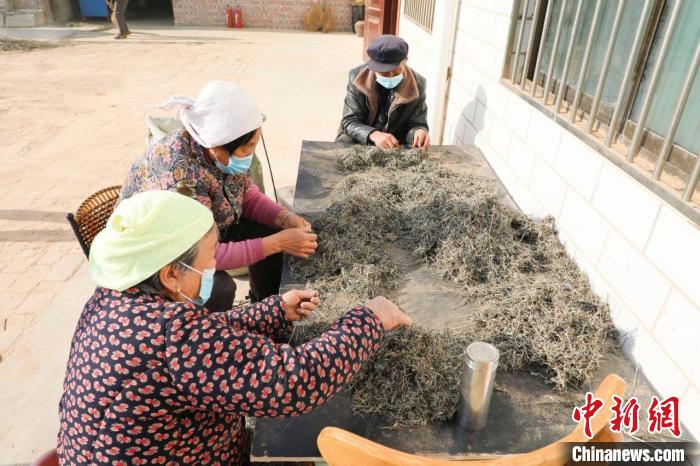 山西石楼，村民利用野生艾草致富增收。　许冬伟 摄