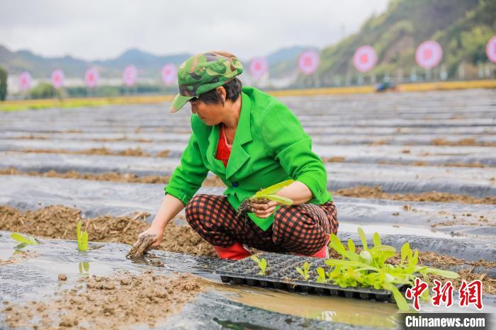 农户在淳安县？明康汇百村万亩亿元产销共同体示范基地移栽莴笋 李小英 　摄