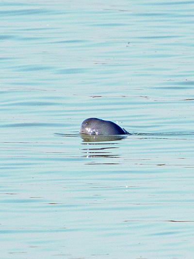 江西鄱阳湖：鹤鹳起舞 江豚逐浪