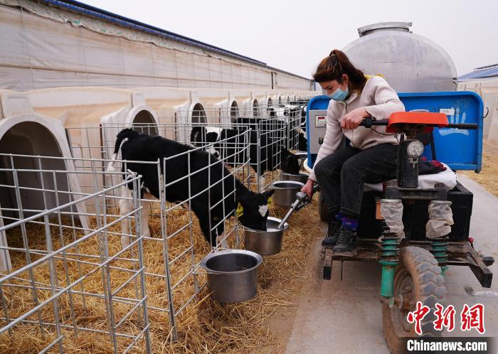 工人定时给小牛投喂。　李芸 摄