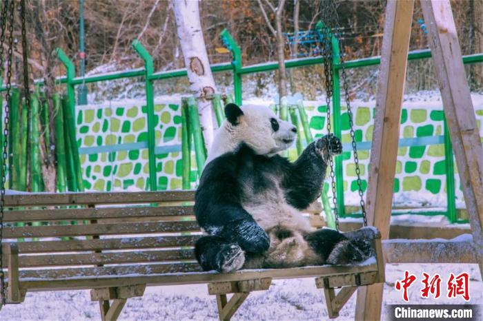 亚布力熊猫馆熊猫戏雪 亚布力滑雪旅游度假区供图