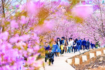 踏青赏花 乐享春光