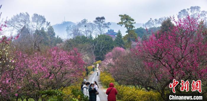 值此春雨绵绵之际，“天下第一梅山”更是满山红粉菲菲、香雾蒙蒙。　钟山风景区 摄