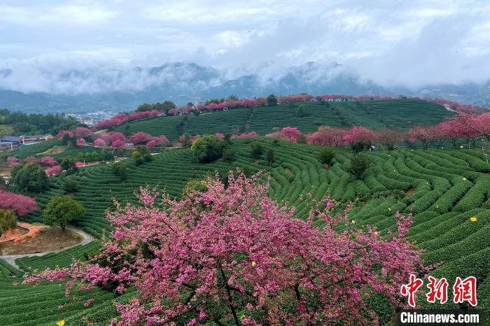 龙岩漳平永福樱花茶园。　漳平市融媒体中心供图