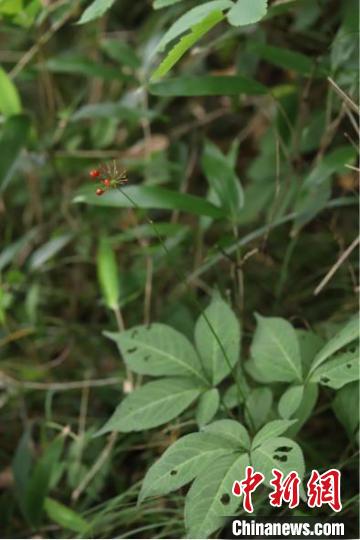 重庆阴条岭国家级自然保护区发现了国家重点二级保护野生植物竹节参。　唐安军 摄