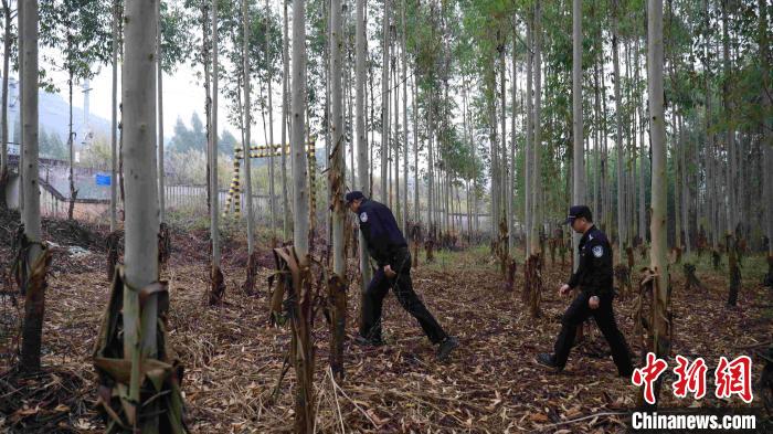 张淇翔和同事步行通过密林到高铁线路开展巡防。　冉景嘉 摄