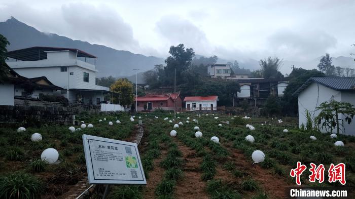 千年传统古村落焕发勃勃生机。　杨伏山 摄