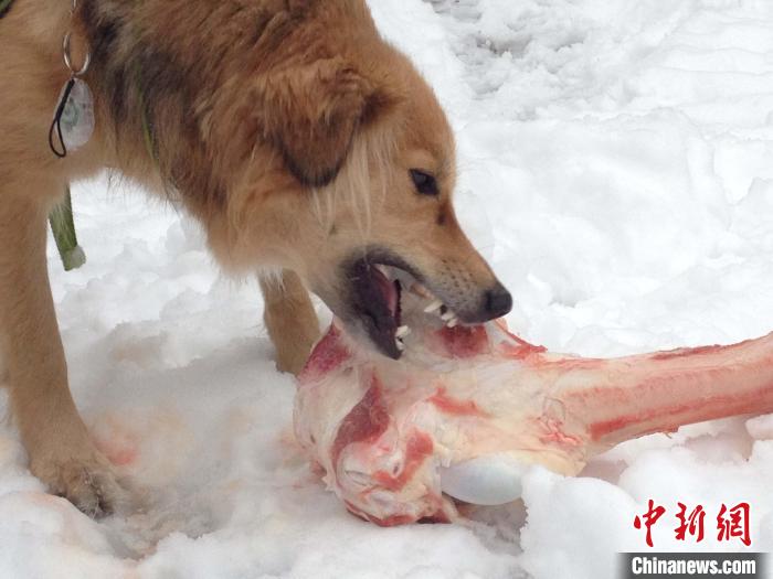 混种狗Lyra正在雪中吃牛骨和软骨(图片来自Egil-Bj?rkman)。　施普林格·自然 供图