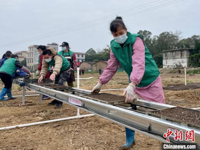 图为育秧盘通过自动传输带送到农民手中。 黄令妍 摄 图为育秧盘通过自动传输带送到农民手中。 黄令妍 摄