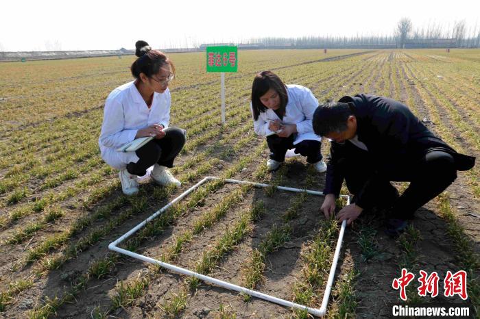 在山东省高密市一处麦种试验田，农技人员徐召智在与同事们测量亩株数。　李海涛 摄