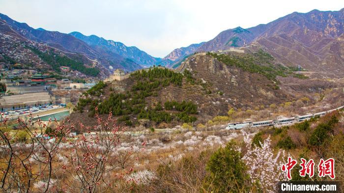 图为“开往春天的列车”驶过十三陵林场。　北京市园林绿化局供图