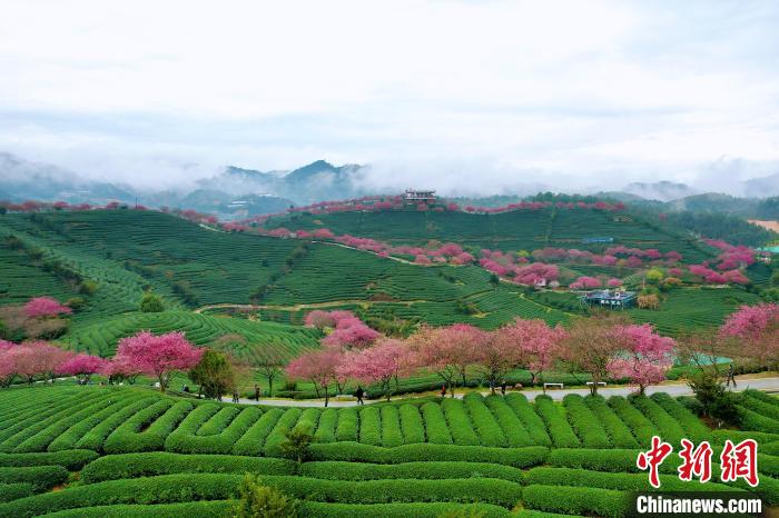 龙岩漳平永福樱花茶园。　漳平市融媒体中心供图