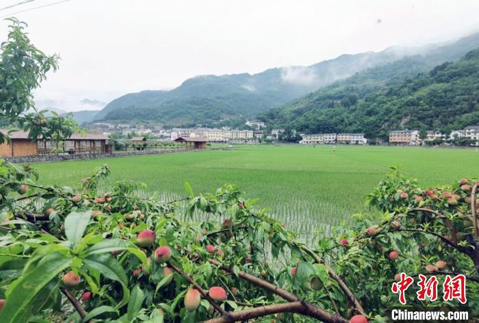 “美丽乡村”换来了“美丽经济”(资料图) 邹景根 摄