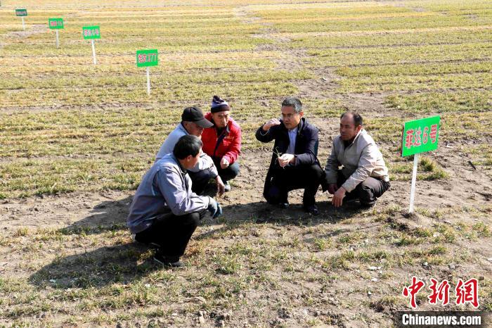 在山东省高密市的一处麦种试验田，农技人员根据麦苗生长和土地墒情进行品比试验、区域试验。　李海涛 摄