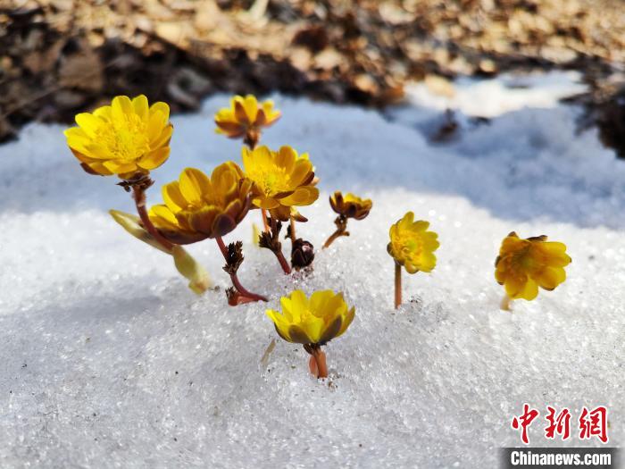 冰凌花的花期约为十天左右。　马越 摄