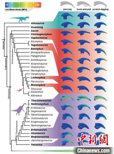 阿尔瓦雷斯龙类和镰刀龙类恐龙的手爪采样范围和功能模拟结果。　秦子川 供图