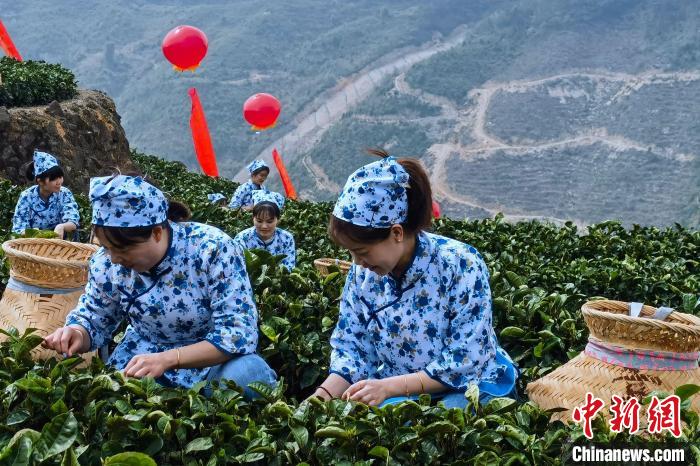 采摘佛手茶。　孙虹 摄