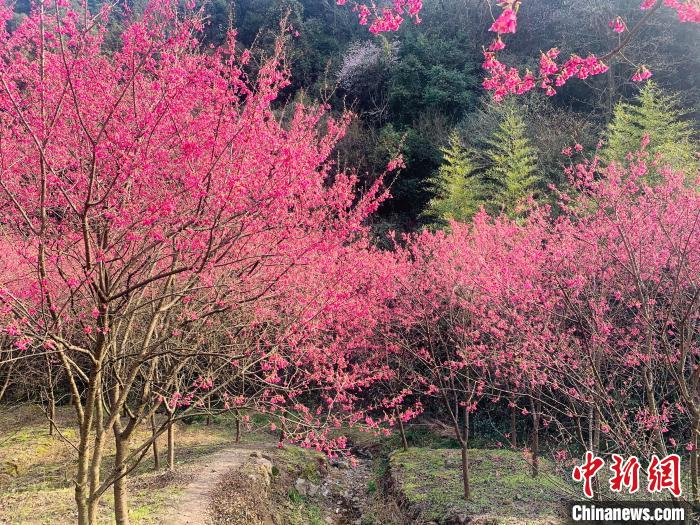 浙江杭州樱花盛开春意浓。　张煜欢 摄